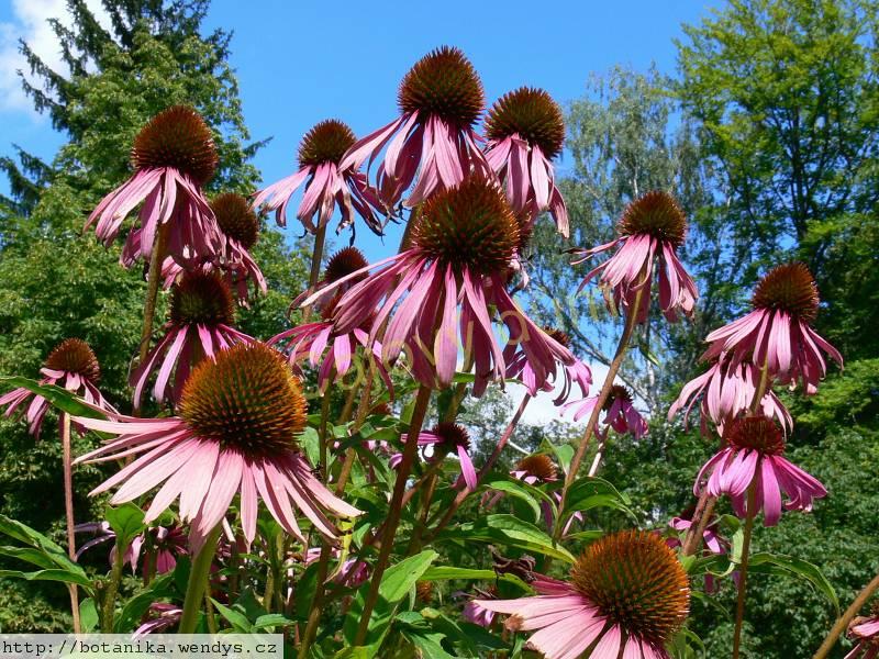 Třapatka Echinacea nať řezaná